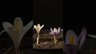 2 days in 10 seconds.🪴Crocus🪴#plant #timelapse #plants #photo #crocus