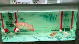 Beautiful arowana super red short body sumo .eating meal with mate #arowana  #koifish  #fishlover 