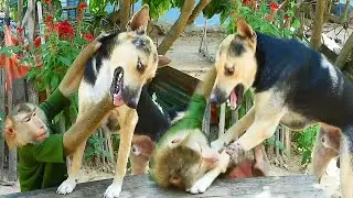 Help Me ! SokYaa Push Phao Angry Seriously