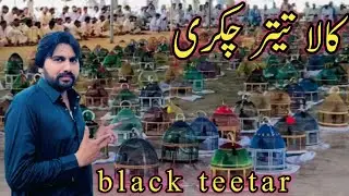 Black teetar tournament II Desi work vlog