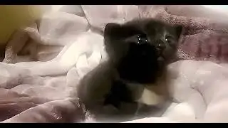 Dinky Cat but it's Content Aware