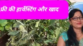 फ्री की हार्वेस्टिंग और फ्री की खाद!