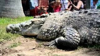 Alligator Adventure- MyrtleBeach.com