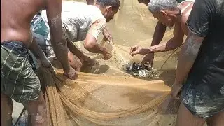 Net Fishing In Village Small River | Net Fishing Video | Azizul Fishing Life