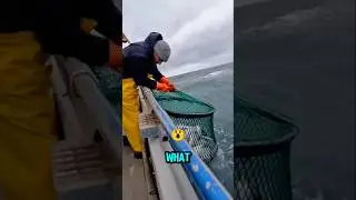 What Screamed In Our Net?😱#shorts #fishing