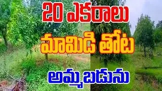 20 Acre Mango Garden For Sale | Pure Red Soil Land | Compact Fertility Land |Buy and Sell With Duddu