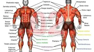 10 Best Dumbbell Exercises for Building Muscle at Home | Full Body Workout