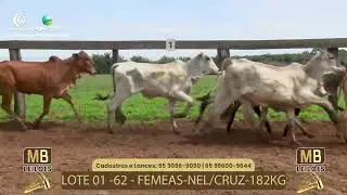 LOTE 01