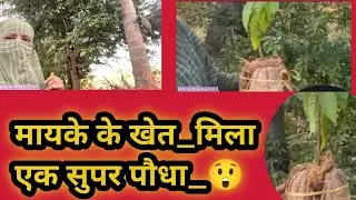 गाँव की शांति और सुंदर खेत | Village Life and Old Farm Well 🌾💧
