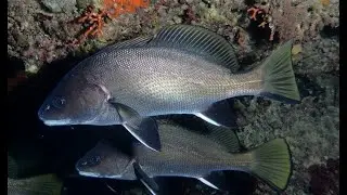 La vera essenza della pesca alla CORVINA