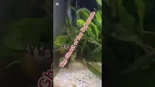 the yoyo loach has graced us with his precedence #hobby #aquarium #yoyoloach #planetaquarium