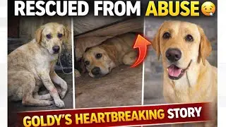 “She Was Abused, Ignored & Left to Suffer… Look at Gold Now ❤️🐶”