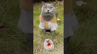 😊Let&rsquo;s Treat The Hedgehog To A Chestnut Feast!🦔🍭  #catvideo #catmemes #trending