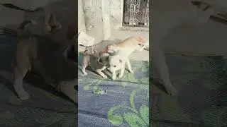#viral youtube short video maasyi or baacho ki msti