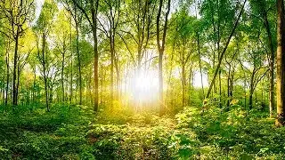 Hilarion on Healing the Etheric or Fire Body