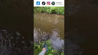 A monstrous chub caught on an earthworm!