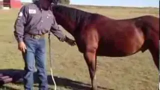 Measuring your horse for a Coolhorse Winter Blanket for correct size