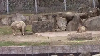 #3-4 March 2017 Golden takin at Adventure world, Japan
