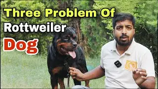 Three Problem Of Rottweiler dog in India! 