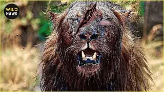 Ruthless Encounter Featuring LION and the Savannah&rsquo;s Stealthiest Predators | Animal Fighting