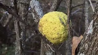 Osage Nature Trail and Hedgeball City