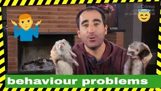Ferrets, ferret behaviour problems, tips to how to solve in your ferret