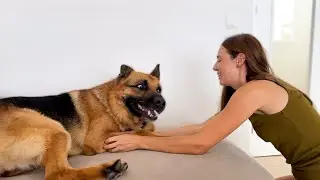 Funny German Shepherd Dog Loves the Attention of its Human Mom!