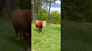 HereFord Bull C406 For Sale!