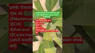 Mango Anthracnose/#Anthracnose/#Mango fungus/आंबा/आम/#plantsolution/