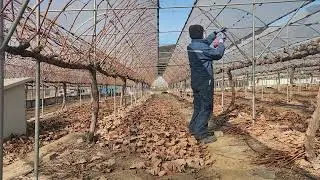 포도 가지치기(Grapevine pruning, Dormant pruning) 2026년 1월 30일