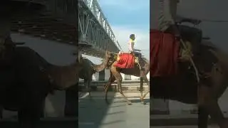 patna J P Setu pul and camels 🐪#youtubeshorts #viral #ternding #shortsfeed #shorts2024