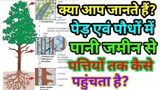 Cohesion and adhesion in plants, Transportation of water in plant