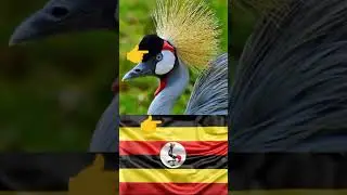 CRESTED CRANE, UGANDA'S NATIONAL BIRD - MIKE SSENDIKWANAWA