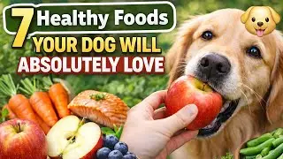 7 Healthy Foods Your Dog Will Absolutely Love