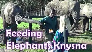 Elephant encounter Knysna Elephant Park