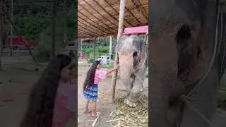#hathimeresathi #chal chal mere sathi#rajeshkhanna #tanujasongs #thailand #bangkoktravel #ytshort