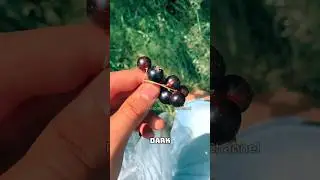 Jabuticaba Clone! &mdash; Meet Black Currant #shorts