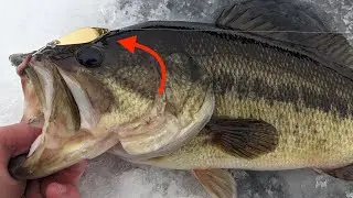 What Kind of Fish Can You Catch on a 