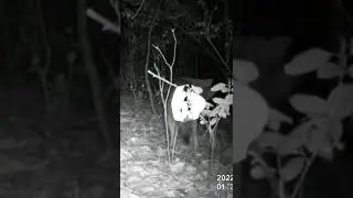 Eastern coyote/coywolf caught cleanning his fur at night, trail camera shorts, 10.2022 Canada