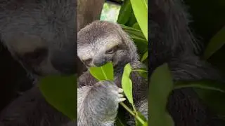 Sloths Are So Slow&hellip; They Fall Off Trees?! 😱  #animals #facts #nature