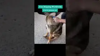 2 Sided Undercoat Rake for Cats Dogs brush #cat #petshub #petskin #petbowl #youtubeshorts #viral