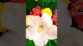 Betel Leaves & Blossoms: A Floral Symphony 🌿🌸