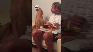 Dog doesn't want to get caught watching his owner's food 💀 (🎥: CONTENTbible)