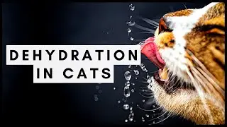 Dehydration In Cats