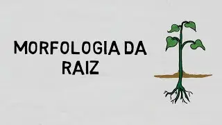 Morfologia da Raiz