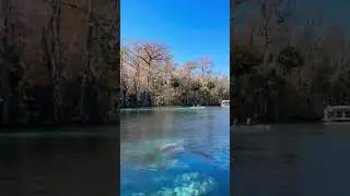 Embracing the magic of Manatee Season at Silver Springs and loving every second of it