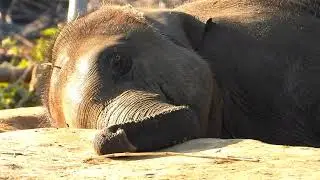 Makuna wild elephant | elephant feeding in chitwan national park | animal homemakuna