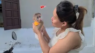 Baby Monkey David cried and ran after Mom to buy diapers