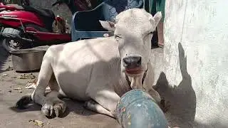 Aree mai toh bus isse 