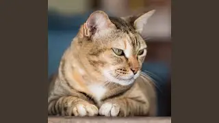 Theta Frequencies for Harmonious Cats